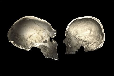 neanderthal skull and human